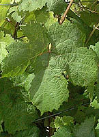 Riminese fe 2643.jpg