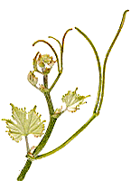 Sirano bo plantgrape.plantnet-project.org.gif