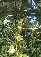 Isa bo t4571.jpg