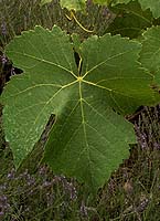 Chasselas fe 1747.jpg