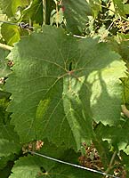 Mourvaison fe p4976.jpg