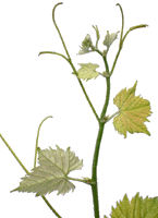 Furmint bo.gif