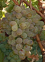 Picardan bl fr 3709.jpg