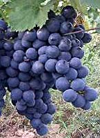 Feteasca neagra fr materialsaditor ro.jpg