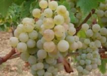 Grappes2e5-thumb-212x151.jpg