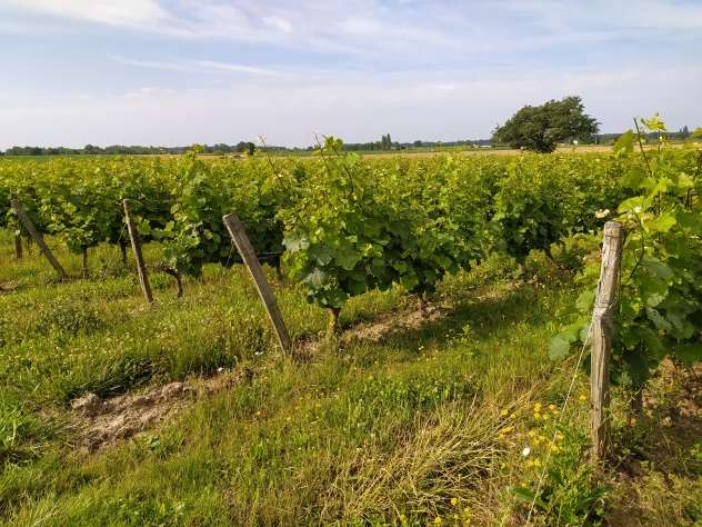 Ma démarche agro-écologique en viticulture et grandes cultures 3.jpg