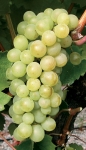 Furmint g2.jpg