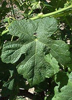 Roussanne fe 1742.jpg