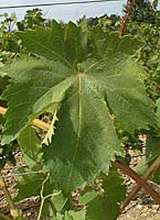 Alval fe g4878.jpg