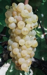 Folignan grappe.jpg