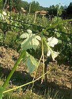 Marsanne bo 1061.jpg