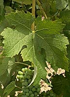 Merlot bl fe g4087.jpg
