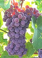 Souvignier gris fr 1 expertvigne twitter.jpg