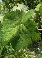 Clairette fe 2184.jpg