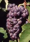 Counoise n - grappe.jpg