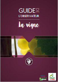 Image Guide observateur Vigne.png