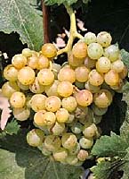 Teoulier bl fr eu-vitis de.jpg