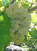 Albarino fr crusat 6.jpg