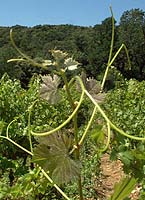 Dolcetto bo d4003.jpg