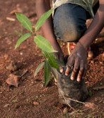 Mangue Plant.jpg