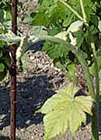 Clairette bl bo.jpg