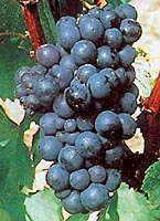 Bachet fr lentav.jpg