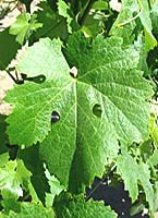 Plant brunel fe entav.jpg