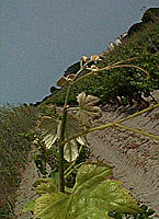 Carcajolo no bo 2608.jpg