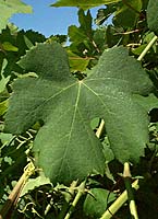 Nebbiolo fe d4010.jpg