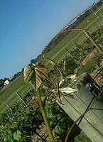 Muscadelle bo 1052.jpg