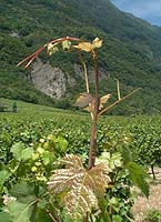Velteliner rs bo gr4724.jpg