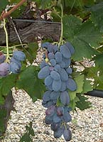 Olivette no fr mtp5731.jpg