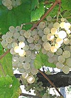 Albarino fr crusat 7.jpg