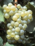 Jurancon blanc b grappe .jpg