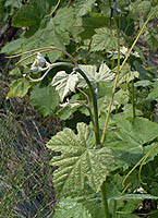 Syrah bo 2346.jpg