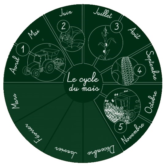 Mais Cycle.jpg
