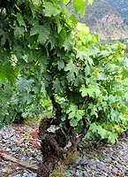 Onchette vi vignerons-trieves.com.jpg