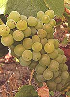 Petit meslier www.blogduchampagne.fr.jpg
