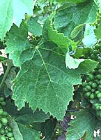 Carignan noir fe domaine rochelierre.jpg