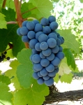 Tardif grappe cr.jpg