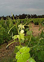 Brun argente bo 3303.jpg