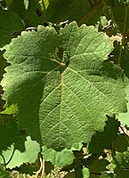 Courbu bl fe g3468.jpg