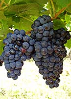 Negret banhars fr g01 07.jpg