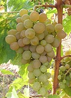 Amandin fr g1 10.jpg