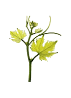 Pinotage bo i1.gif