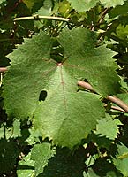Dolcetto fe d4006.jpg