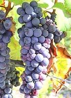 Onchette fr 2 vignerons-trieves.com.jpg