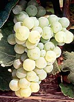 Arbois fr entav.jpg
