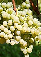 Cabernet blanc fr www.rebschule-freytag.de.jpg