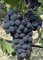Prima fr 3117.jpg